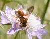 Nomada sp.